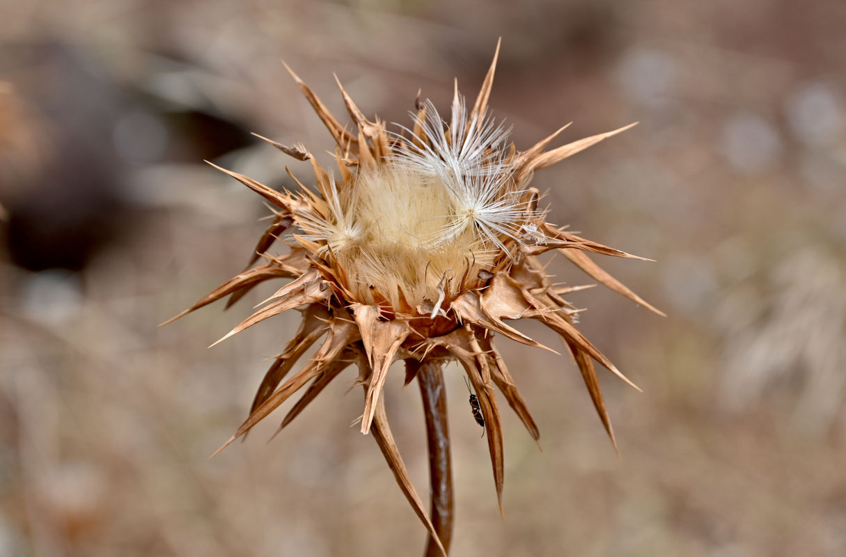 Image of Silybum marianum specimen.