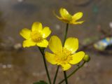 Ranunculus repens