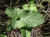 Phlomoides tuberosa