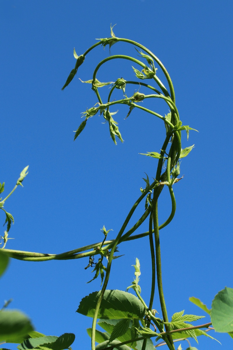 Image of Humulus lupulus specimen.