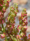 Rheum lucidum