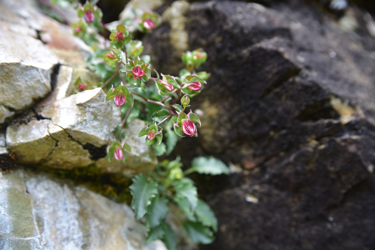 Image of genus Campanula specimen.
