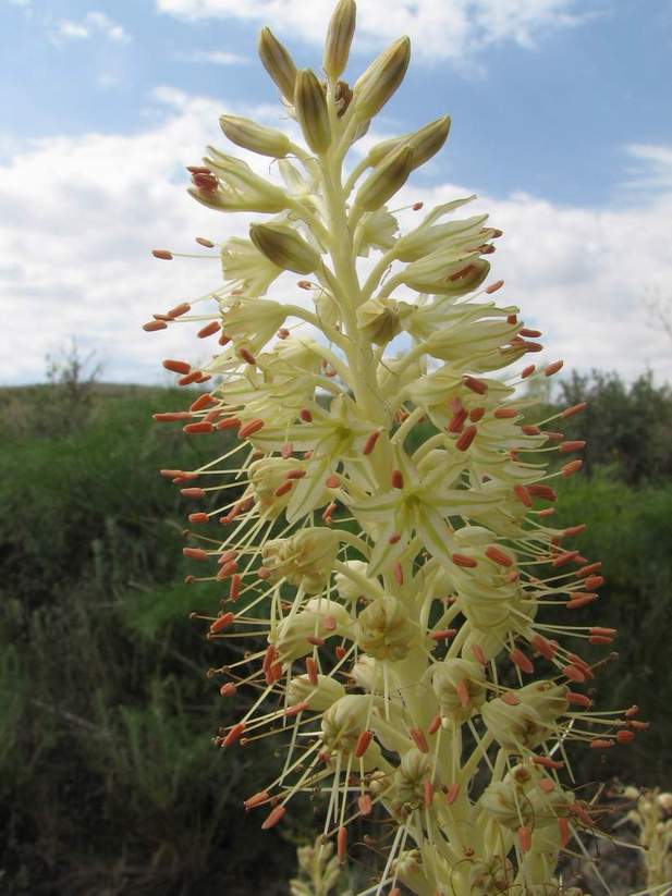 Изображение особи Eremurus altaicus.