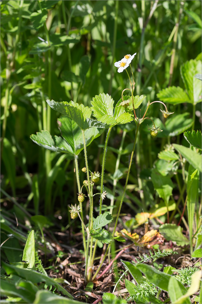 Изображение особи Fragaria vesca.