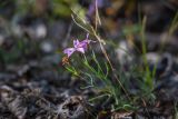 род Dianthus