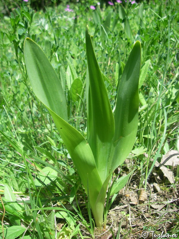 Image of Colchicum umbrosum specimen.