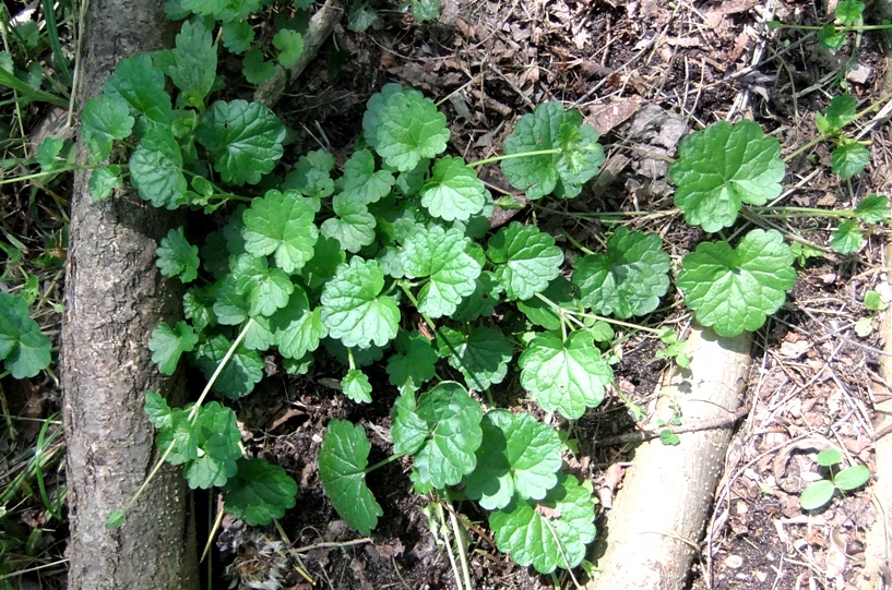 Image of Glechoma hederacea specimen.
