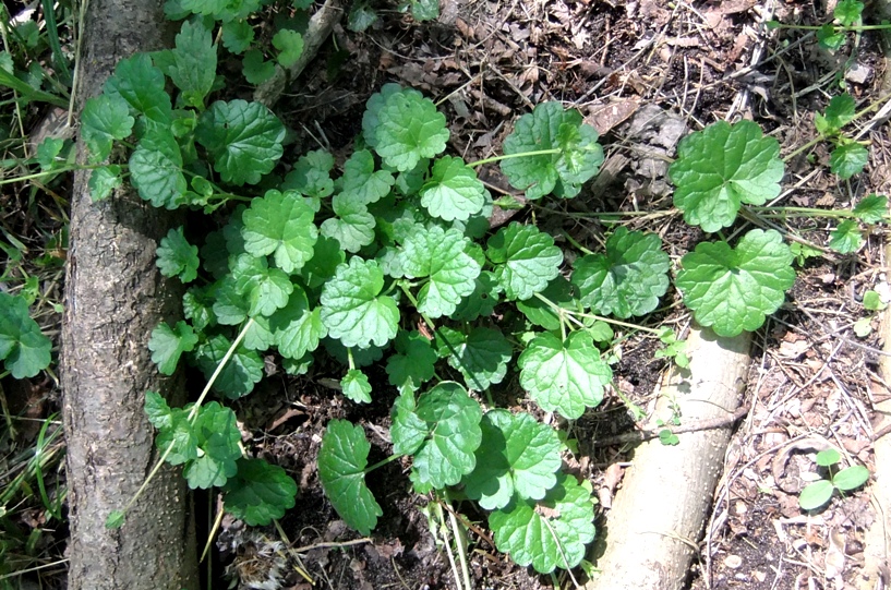 Изображение особи Glechoma hederacea.