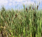 Typha latifolia. Плодоносящие растения в сообществе с Cicuta virosa, Solanum dulcamara и Epilobium palustre. Ярославская обл., г. Ростов, оз. Неро. 06.08.2004.