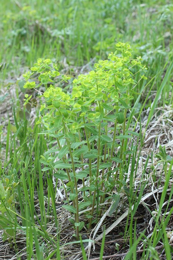 Изображение особи Euphorbia jenisseiensis.