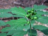 Actaea spicata