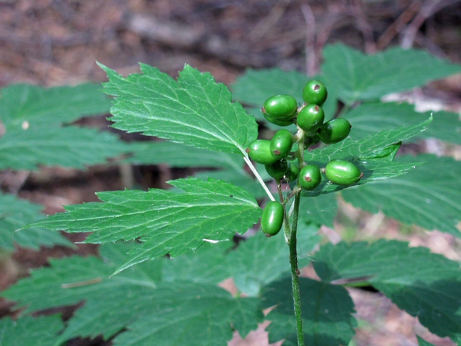 Image of Actaea spicata specimen.