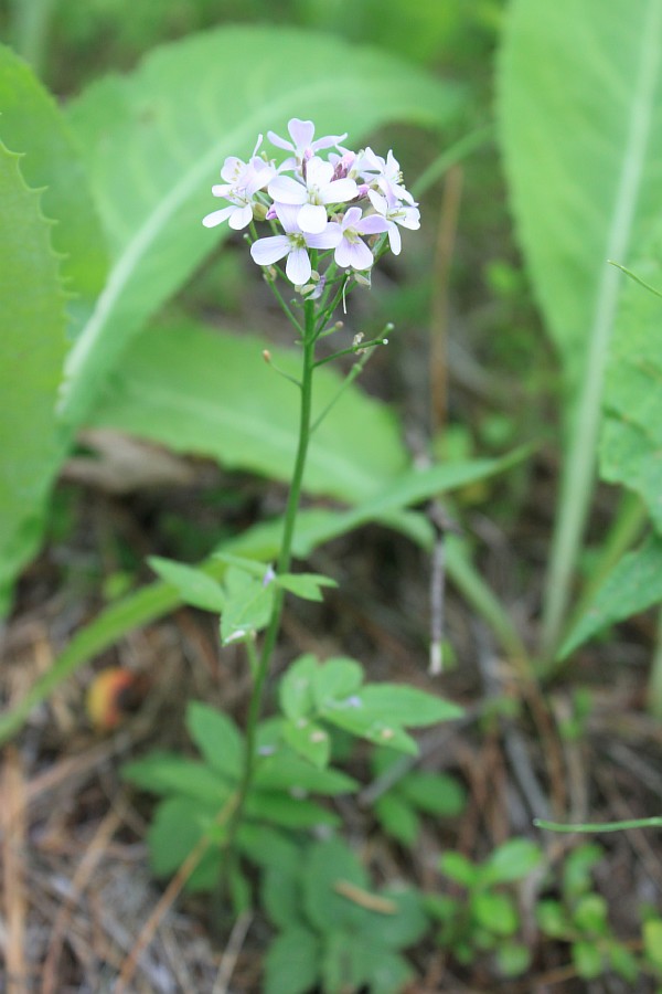 Image of Cardamine macrophylla specimen.