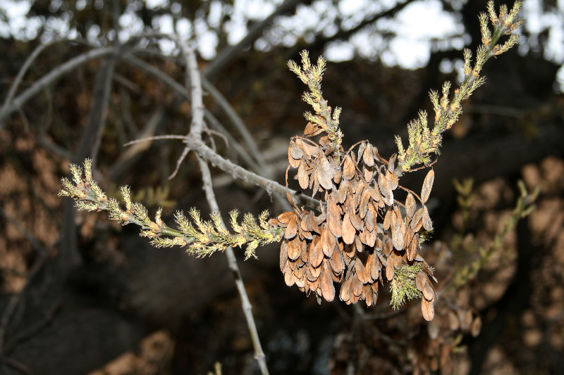 Изображение особи Fraxinus syriaca.