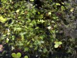 Lemna trisulca