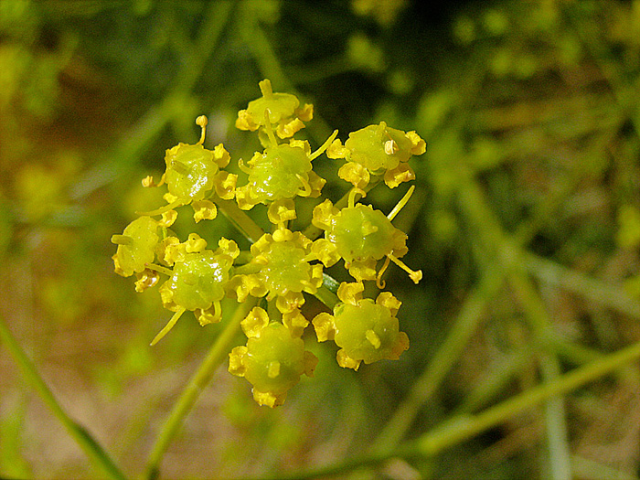 Image of Bilacunaria boissieri specimen.