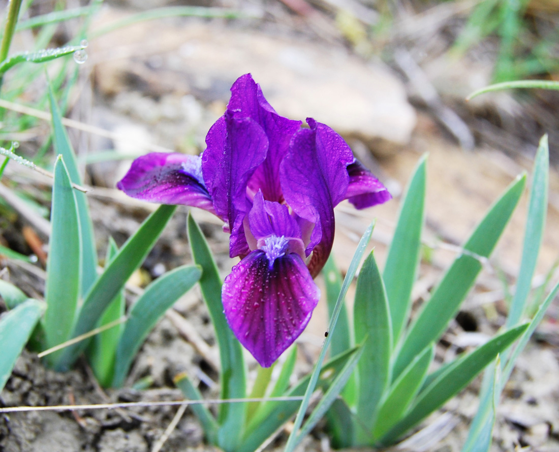 Изображение особи Iris pumila.