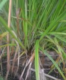 Torulinium caucasicum. Прикорневая часть растения. Нижняя зона дельты р.Волга. 24.09.2011.