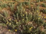 Achillea wilhelmsii