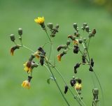 Sonchus подвид uliginosus