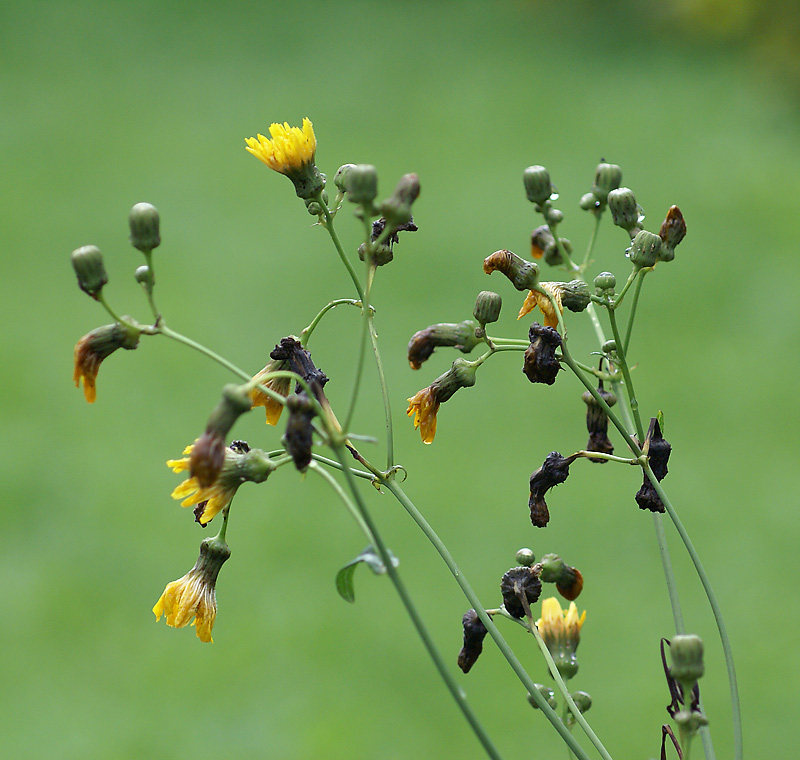 Image of Sonchus arvensis ssp. uliginosus specimen.