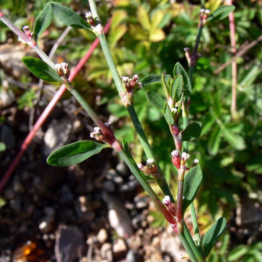 Image of Polygonum arenastrum specimen.