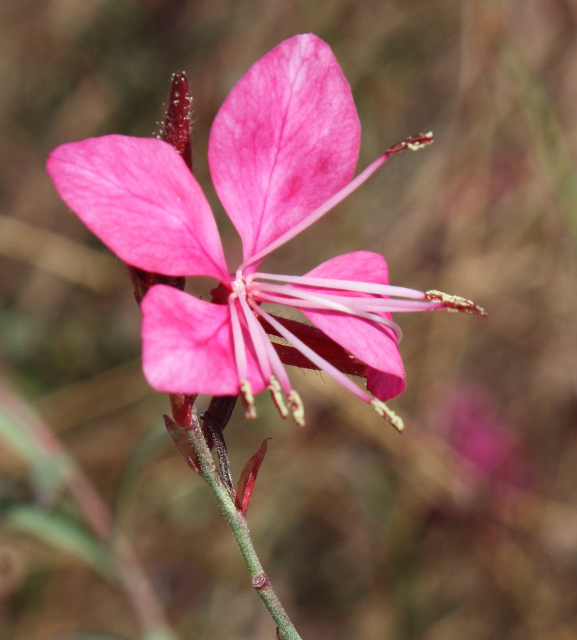 Изображение особи Gaura lindheimeri.