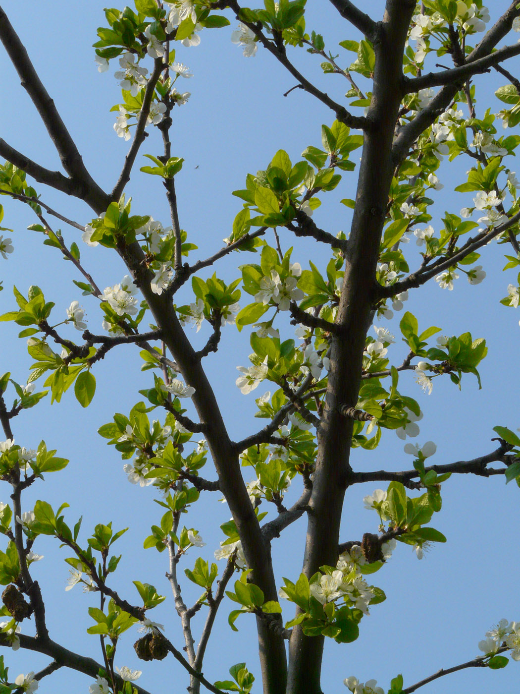 Изображение особи Prunus domestica.