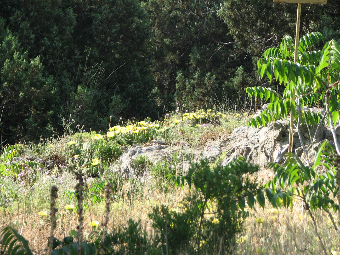 Image of Opuntia humifusa specimen.