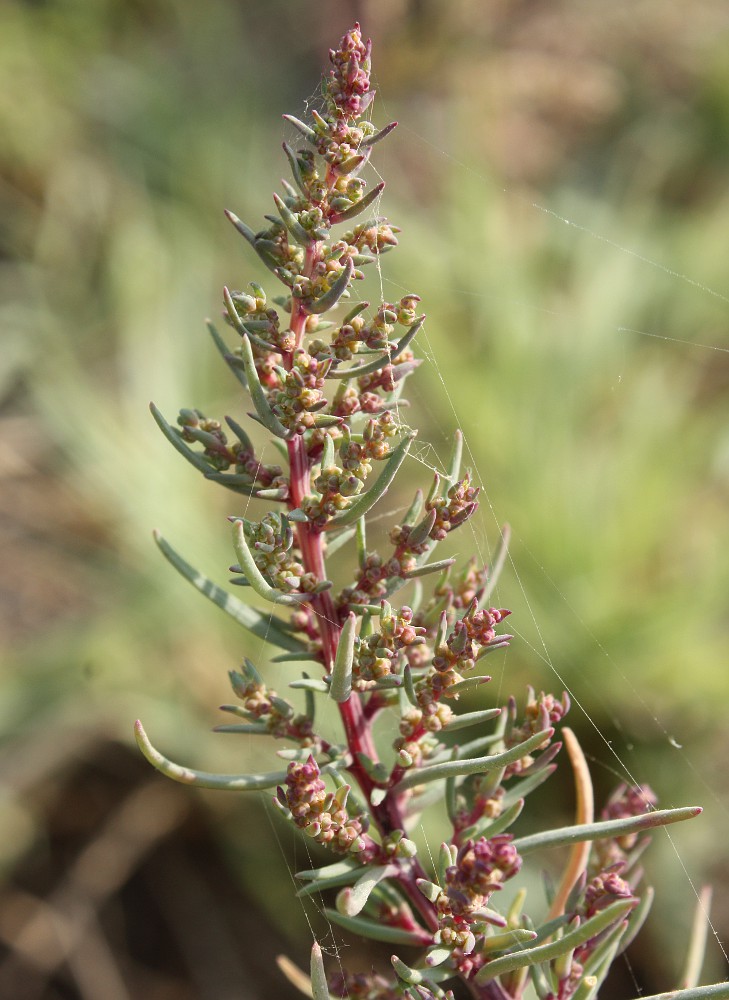 Image of Suaeda prostrata specimen.