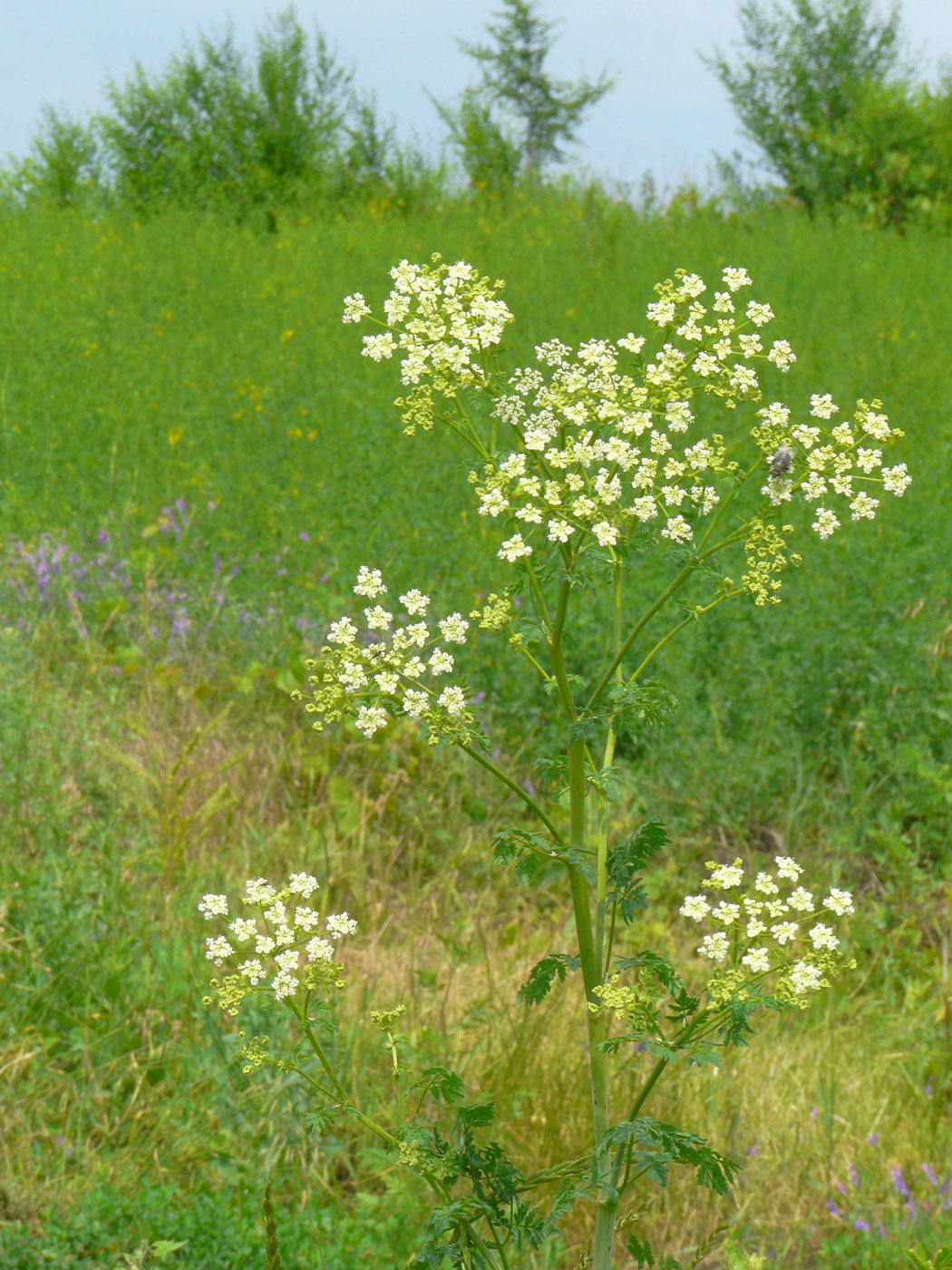 Изображение особи Conium maculatum.