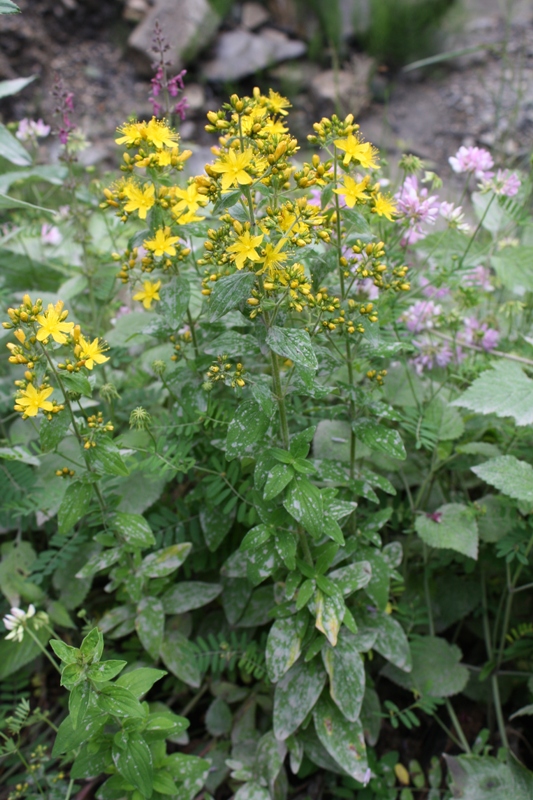 Image of Hypericum hirsutum specimen.