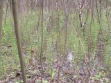 Equisetum fluviatile. Заросли в прибрежных кустарниках. Украина, Днепропетровск, на берегу р. Днепр. 2008-05-0.