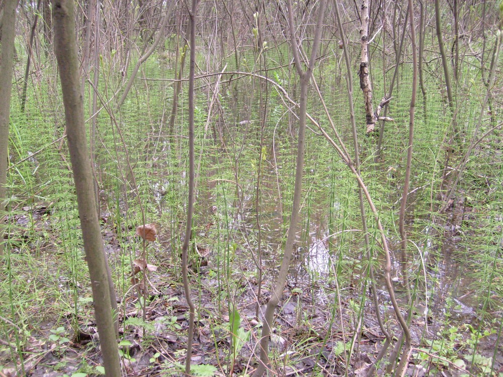 Изображение особи Equisetum fluviatile.