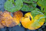 Nymphaea candida. Листья в осенней окраске. Московская обл., дачный участок. 04.09.2006.