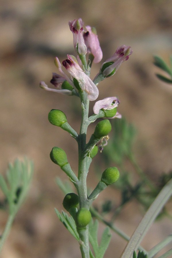 Image of Fumaria vaillantii specimen.