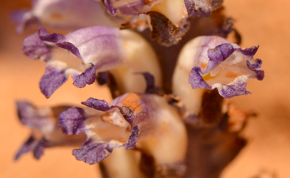 Image of Orobanche cernua specimen.
