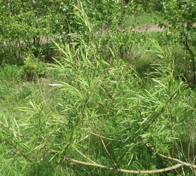 Image of Salix schwerinii specimen.