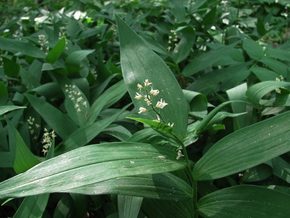 Изображение особи Smilacina stellata.