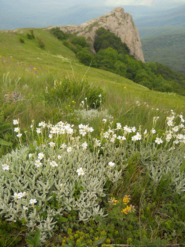 Цветок в горах крыма