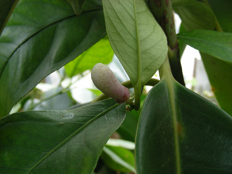 Image of Citrus limon specimen.