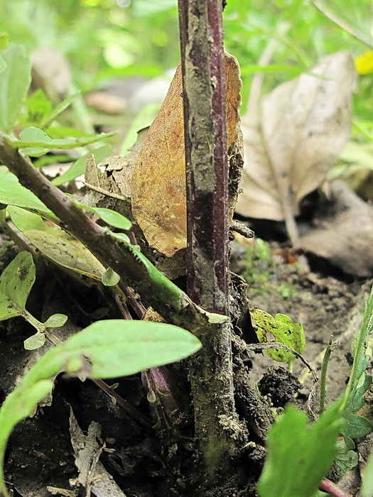 Image of Barbarea vulgaris specimen.