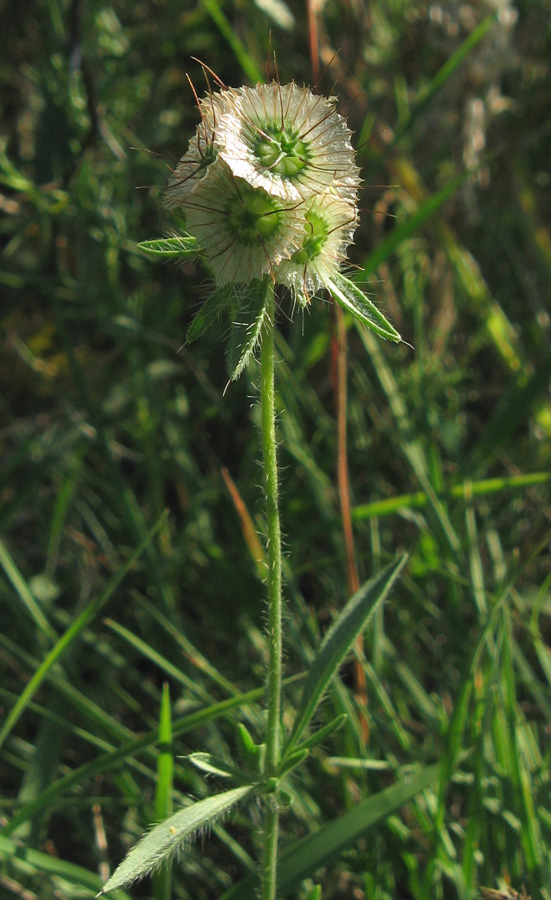 Image of Lomelosia micrantha specimen.