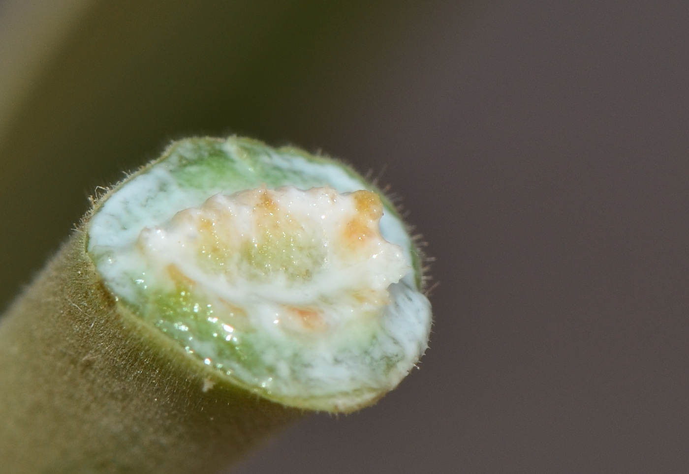 Изображение особи Ficus benghalensis.