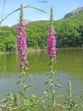 Lythrum tomentosum