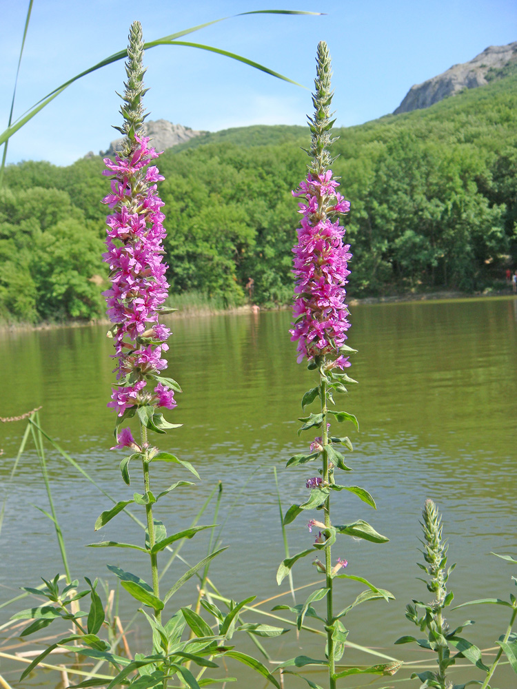 Image of Lythrum tomentosum specimen.