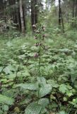 Epipactis helleborine