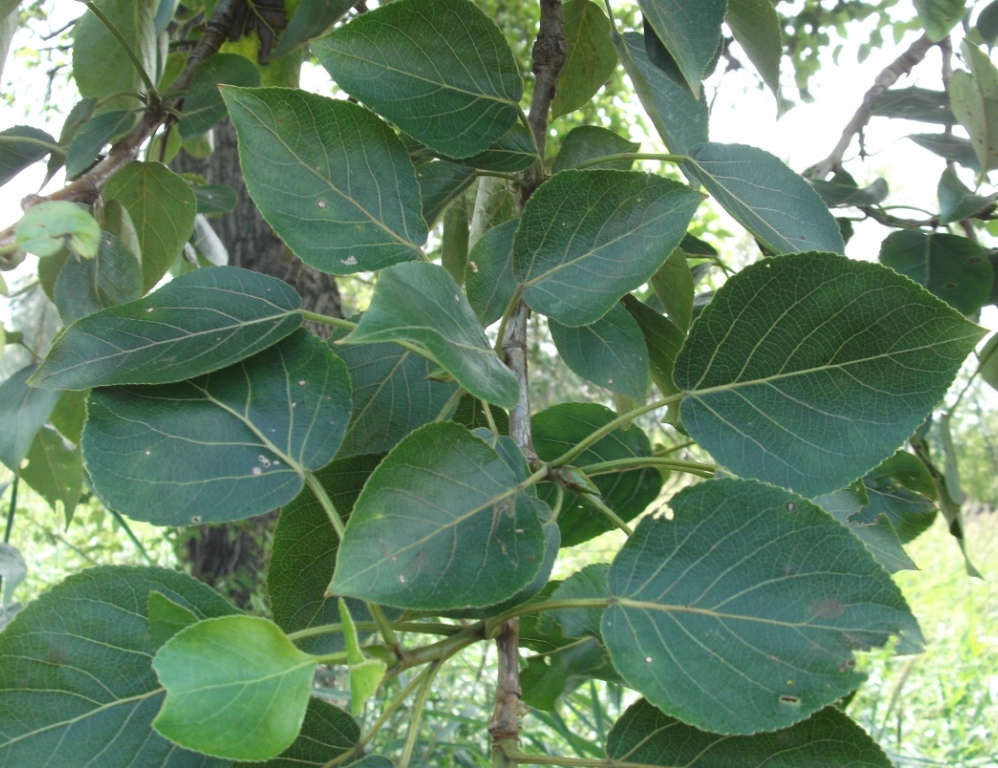 Image of Populus maximowiczii specimen.