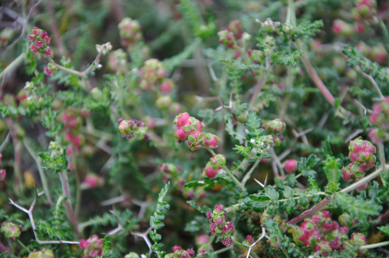 Изображение особи Sarcopoterium spinosum.