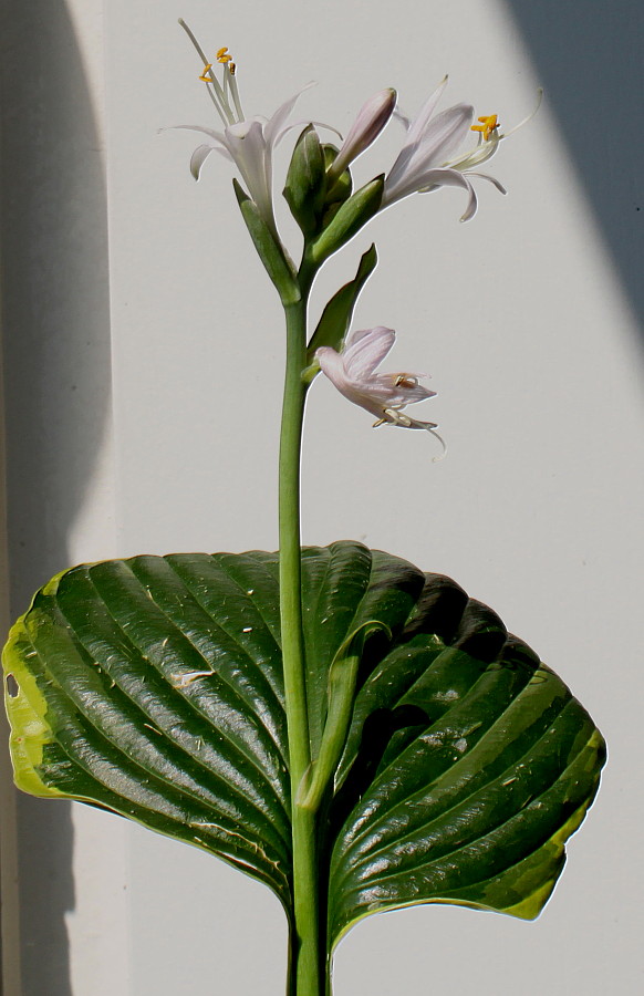 Изображение особи Hosta fortunei.